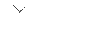 Jojous isle logo - dove flying over island